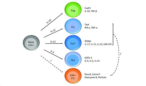 Differentiation Possibilities Of Naïve Cd4 T Cells And Formation Of