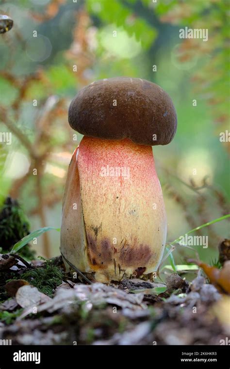 Scarletina Bolete Mushroom Neoboletus Erythropus Hi Res Stock