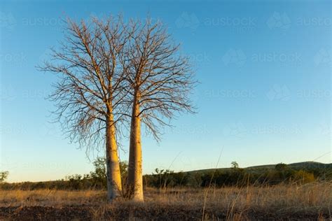 Image Of Boab Trees In Kimberley Late Afternoon Landscape Austockphoto