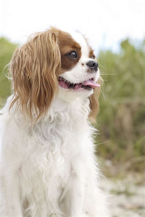 35 Best Small Dog Breeds List Of Top Small Dogs With Pictures
