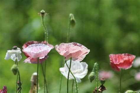 How to Grow Shirley Poppies in Zone 6b/7 - Growing Notes