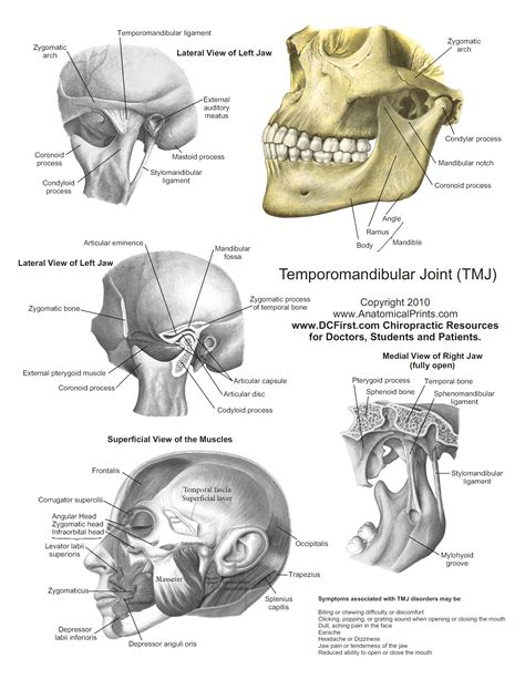 Printable Free Anatomy Study Guides