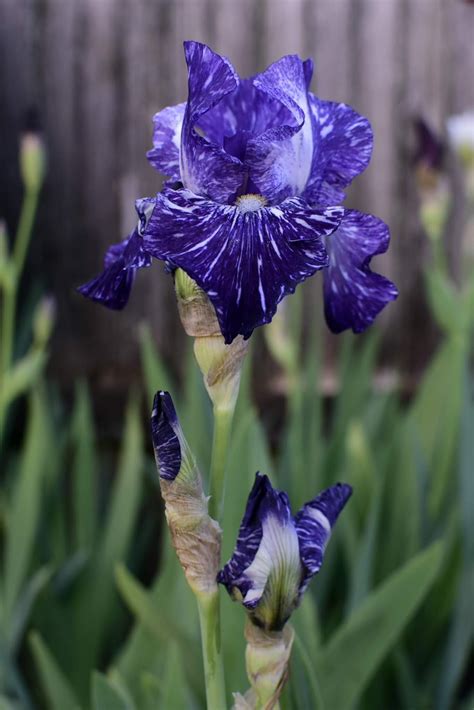 Shoreline Area News Photo Iris Most Beautiful Of Flower