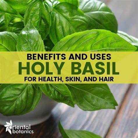 Holy Basil Proven Benefits And Uses For Health Skin And Hair Holy