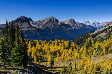 The Best Larch Hikes In Alberta Canadian Geographic