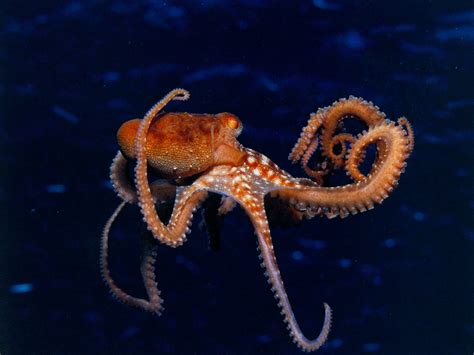 Octopus Sealife Underwater Ocean Sea Wallpaper 1600x1200 434618