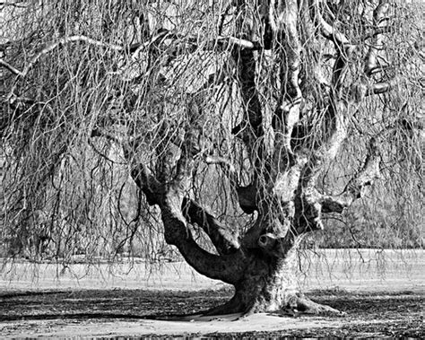 Nude Tree In IR Taken In The Winter At The Brooklyn Botani Flickr