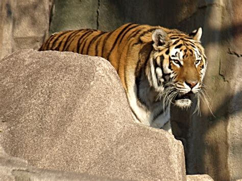 Tiger An Amur Tiger On Exhibit At The Milwaukee County Zoo Flickr