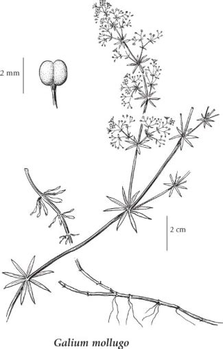 E Flora Bc Electronic Atlas Of The Flora Of Bc