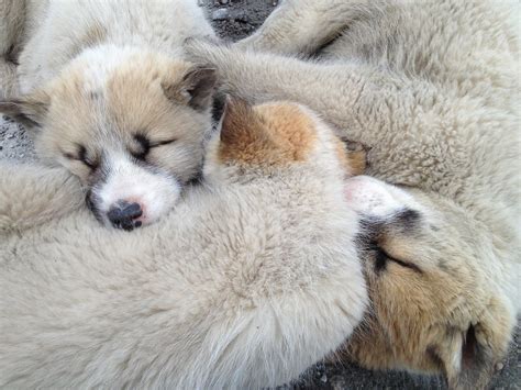 Cuddled Sled Dogs Greenland Sled Dog Puppies Curl Together Flickr