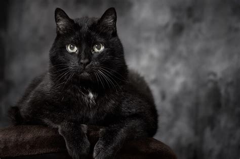 The Best Black Cat Breeds Youll Wish To Adopt Yuplife