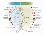 Aufbau von Wirbelsäule und Nervensystem