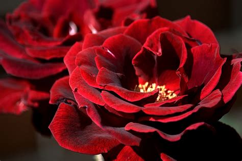 Download 1366x768 Red Roses Close Up Wallpapers For Laptopnotebook