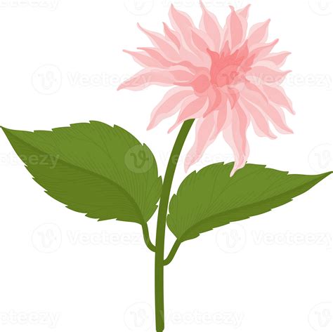 Pink Dahlia Flower Hand Drawn Illustration 10173119 Png