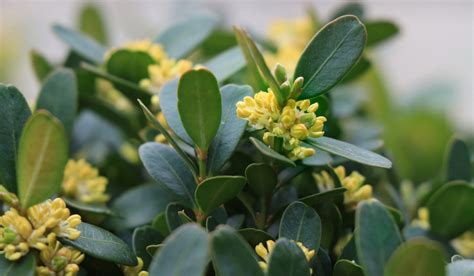 Buxus Sempervirens Learn How To Grow And Care Common Box