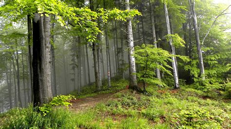 1920x1080 Summer Nature Landscape Forest Trees Coolwallpapersme