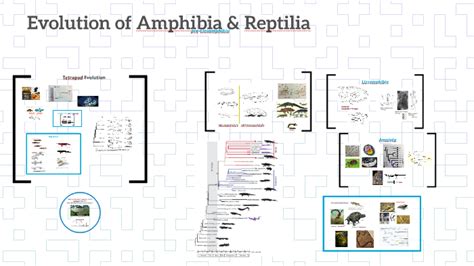 Evolution Of Amphibian And Reptilia By Jennifer Dever On Prezi Next