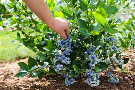 What Is The Best Blueberry Bush To Buy Plantingtree