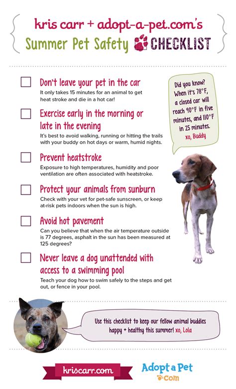 6 Summer Pet Safety Tips Heatstroke In Dogs Pet Car Safety And More