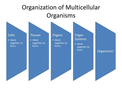 Ppt Hierarchical Organization Powerpoint Presentation Free Download