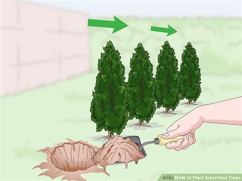 How To Plant Arborvitae Trees 14 Steps With Pictures Wikihow