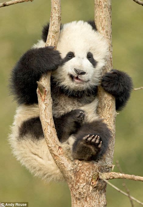 This Climbing Lark Is Not As Easy As It Looks Panda Cubs Get To Grips