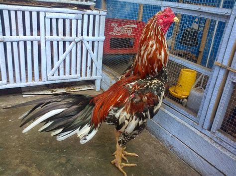 Maybe you would like to learn more about one of these? ayam unggul: JENIS JENIS AYAM PETARUNG - Jogja Cress ...