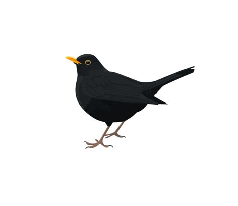 Common Blackbird Bird Png Download 600520 Free Transparent