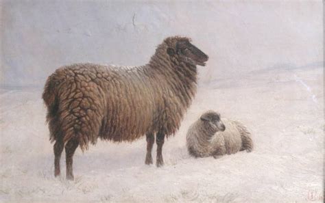 Sheep Images Sheep With Lamb In Snow