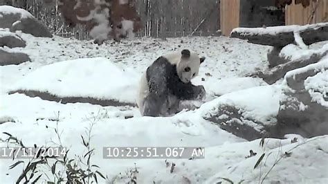 Just A Panda Tumbling In The Snow Youtube