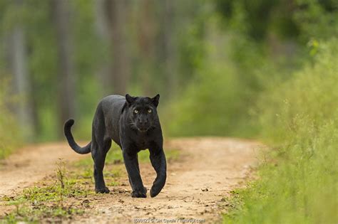 Black Panther Nature Picture Library
