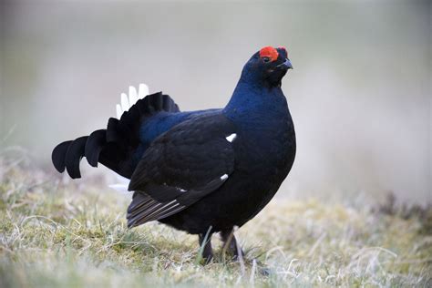 The Famous Grouse Raises £600000 To Aid Namesake Species Protection