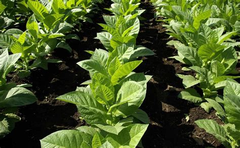 Aprende A Plantar Tabaco Como Un Experto