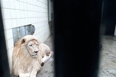 Singa Putih Taman Safari Akan Diperlihatkan Saat Imlek Republika Online
