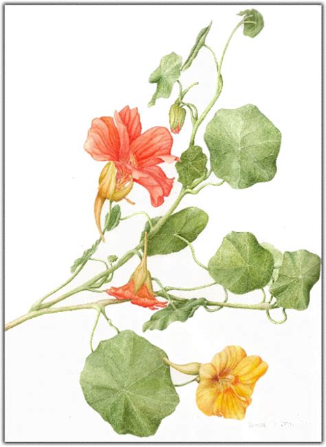 Nasturtiums Jeanne Debons Botanical Art
