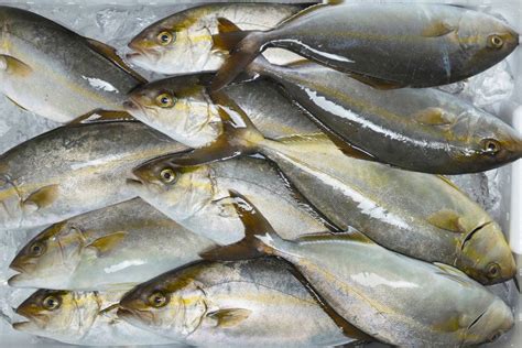 What Does Amberjack Taste Like And Can You Eat It Food Champs