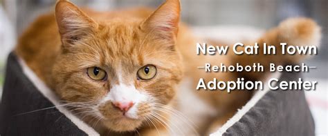 Brandywine Valley Spca Bvspca To Open Cat Adoption Center In