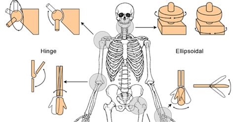 They enable movement and are classified by either their structure or function. ALIT ADI SANJAYA: MUSCULOSKELETAL SYSTEM (JOINT/ ARTICULATION)