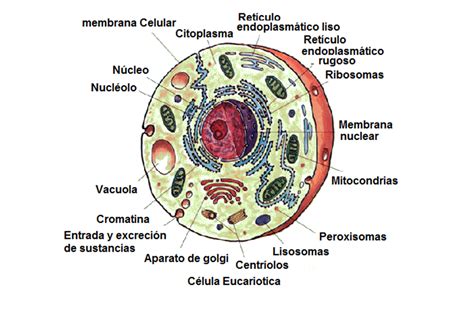 Ciencias Naturales Estructura Anatomia Celular