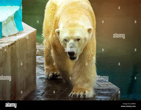 Big Polar Bear Walking Near The Water Under The Sun In The Summer Stock
