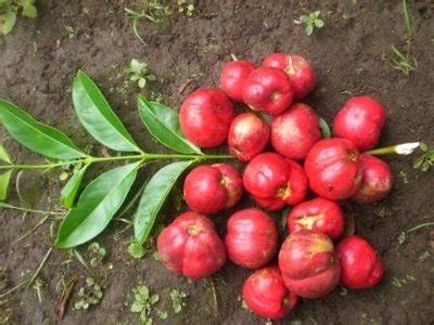 Mahkota dewa atau buah simalakama memiliki kandungan senyawa tanin, alkanoid, fenol, lignan, sterol, saponin, juga minyak atsiri di dalamnya. Mahkota Dewa
