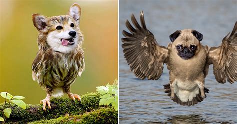 Dogs Owls Dowls