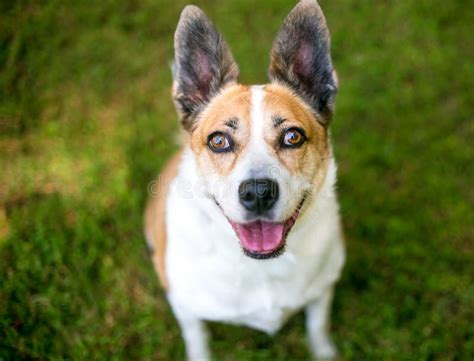 A Welsh Corgi X Terrier Mixed Breed Dog Looking Up Stock Photo Image