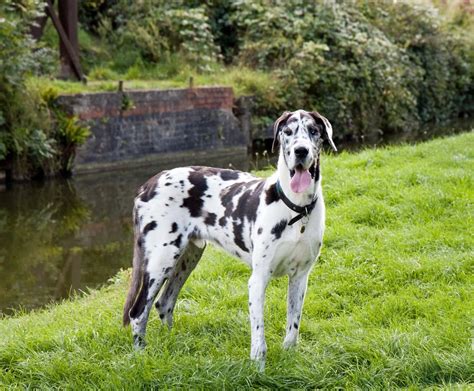 7 Spotted Dog Breeds With Pictures Hepper