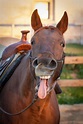 Funny Horse Stories / Jokes | Favourites.Net
