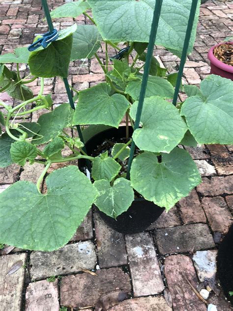 Why You Should Transplant Cucumbers Before Planting Them In The Soil