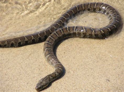 Top 10 Non Venomous Snakes In The World The Mysterious World