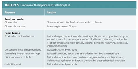 Composition Of Urine Urinary System