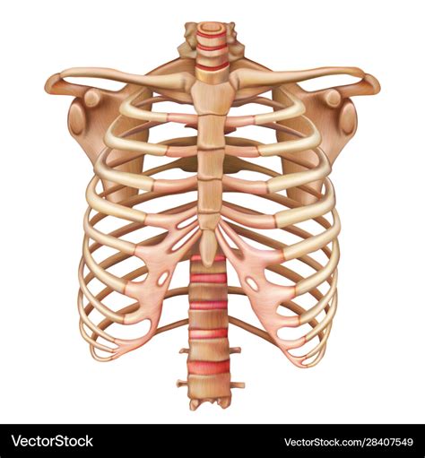 Human Body Diagram Ribs Rib Cage Anatomy Diagram Body Ribs Human