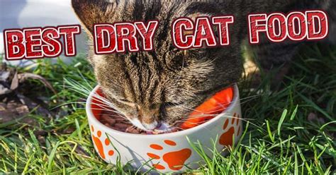 Top 10 Best Dry Cat Food Brands For 2016 Cat Food